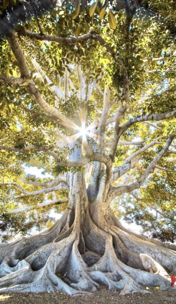 Contatto con la terra: devianze e Risalita