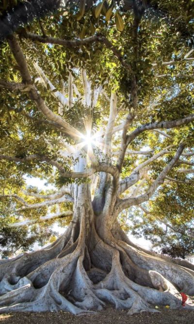 Contatto con la terra: devianze e Risalita