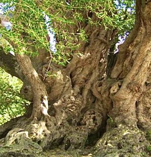 Figlio di una genealogia senza inizio né fine