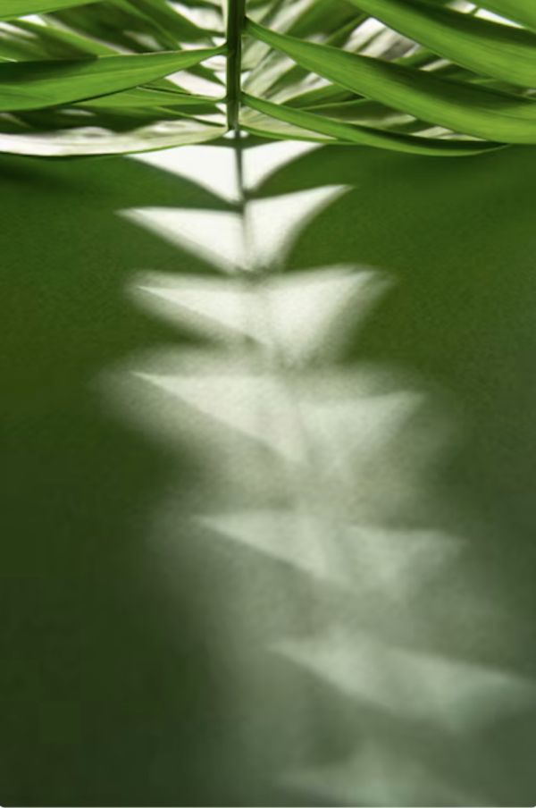 Incarnazione: ricca Dimora dei poveri Semi