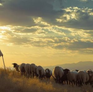 Il dovere di servire in umiltà