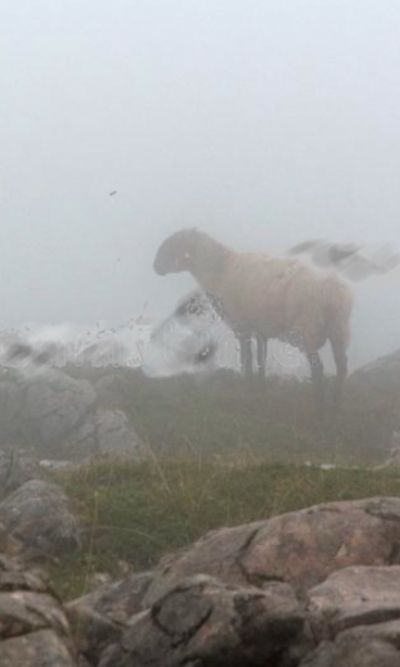 Perché Gesù parla di Gioia in riferimento all’unica pecorella?