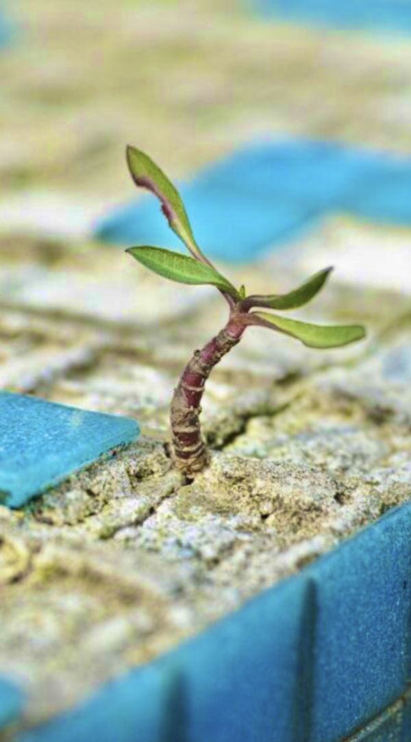 Honest administrators - at various levels - and Common Home