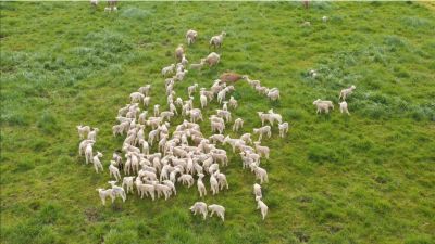 Franciscan Mission: lambs among wolves