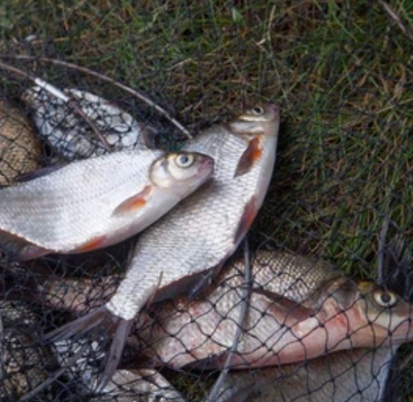 Fish in baskets