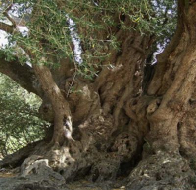 Figlio di una genealogia senza inizio né fine