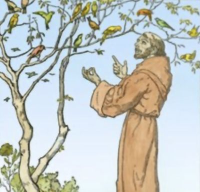Why to the birds