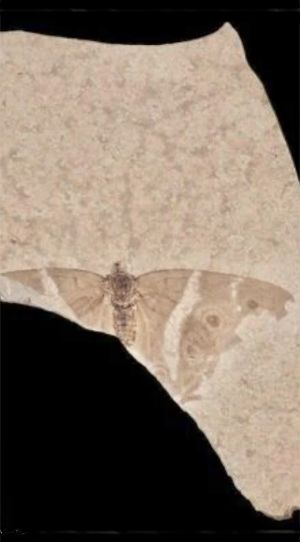 Vento dello Spirito, nuova Nascita