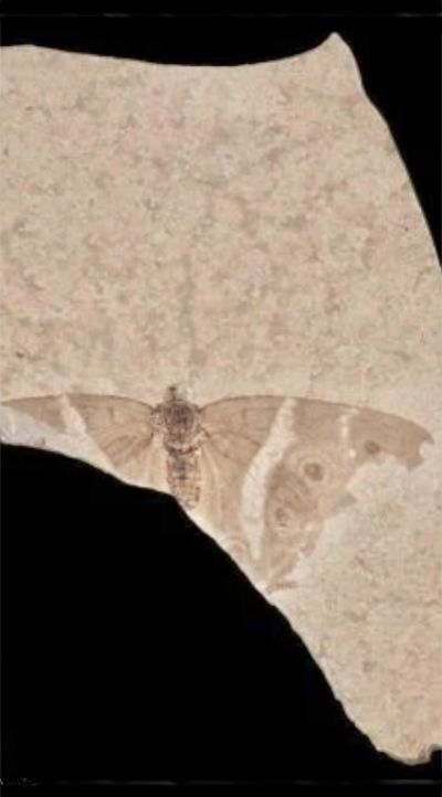 Vento dello Spirito, nuova Nascita